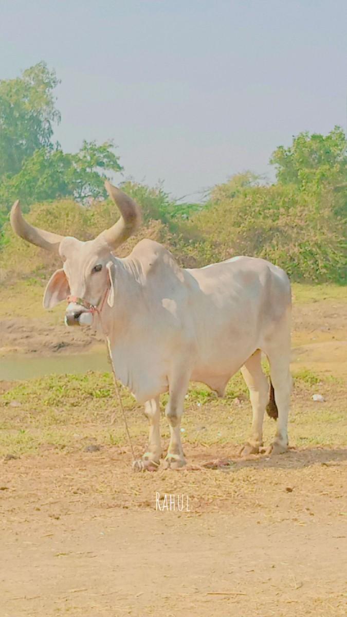 બળદ વેચવાનો છે