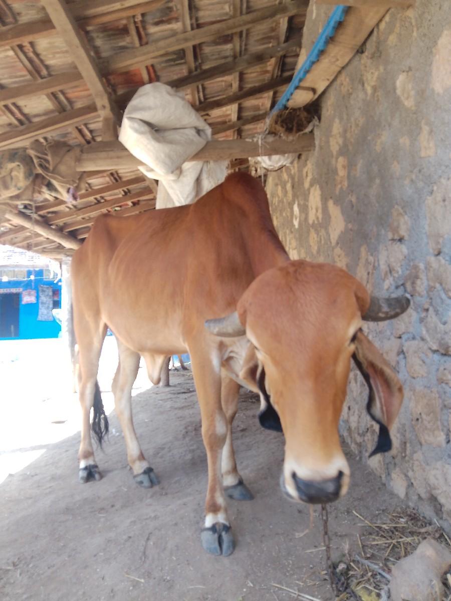 थंबनेल 3