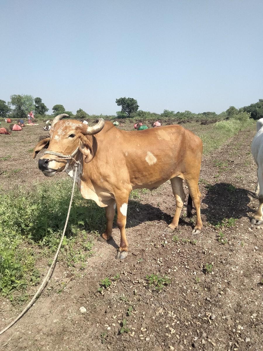 થંબનેલ 3