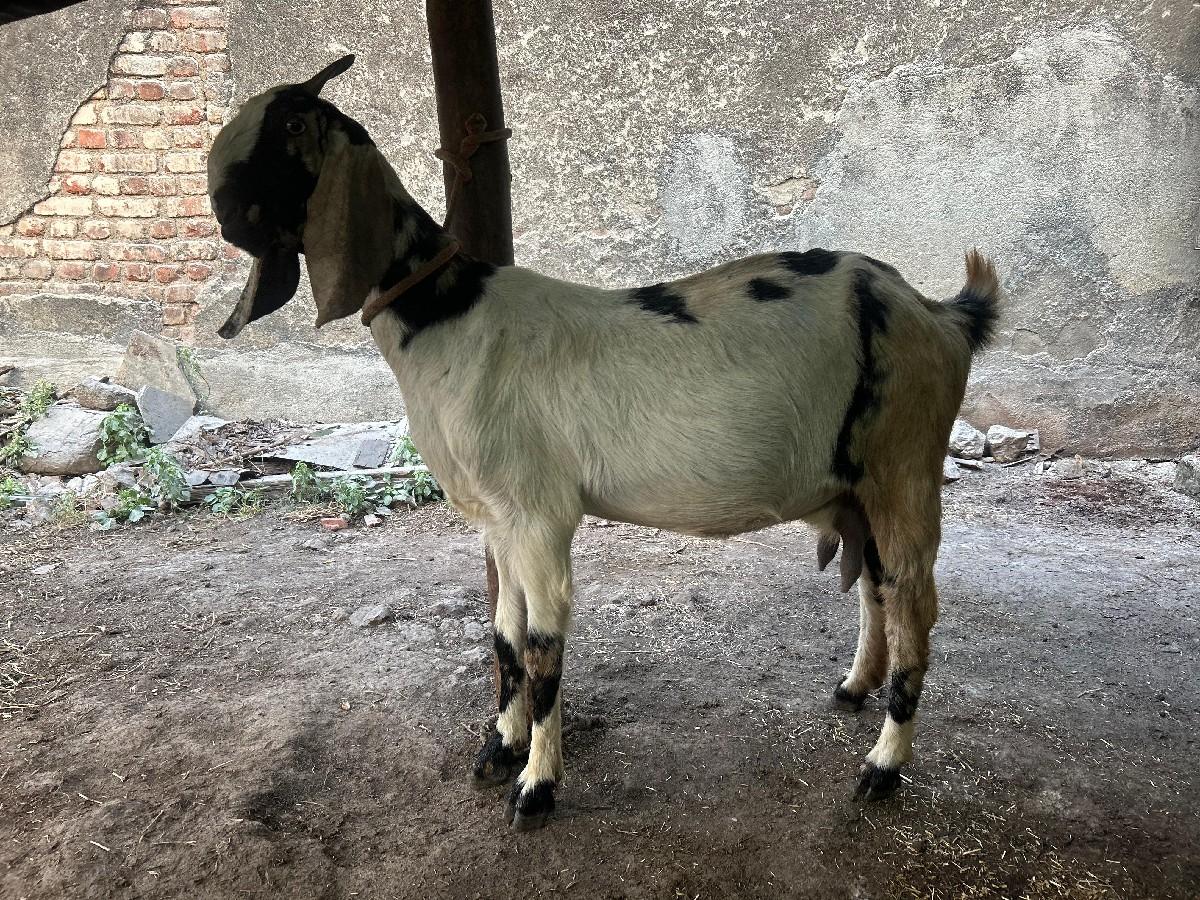 थंबनेल 3