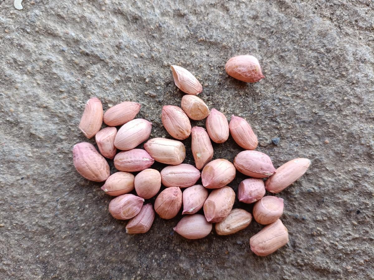 જી 22 નંબર મગફળી બિયારણ