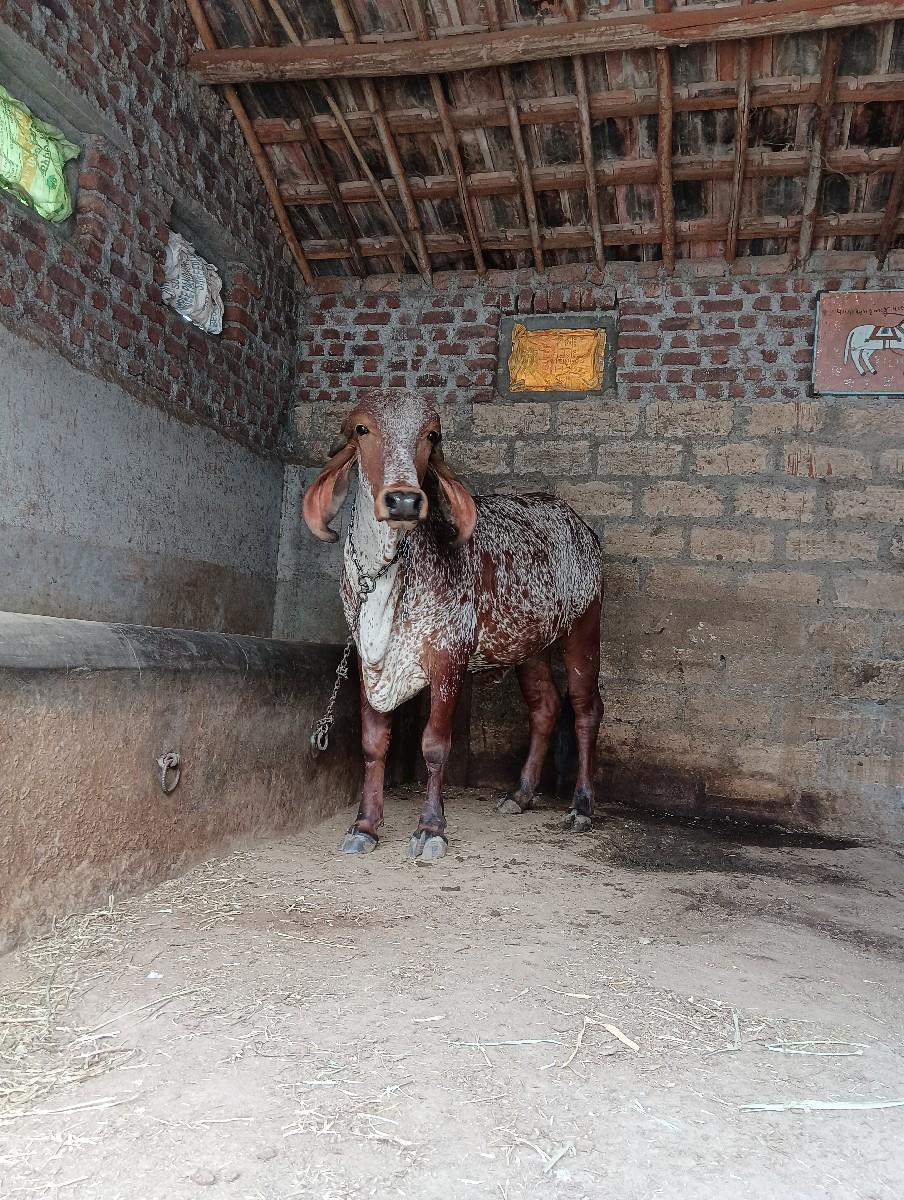 થંબનેલ 3