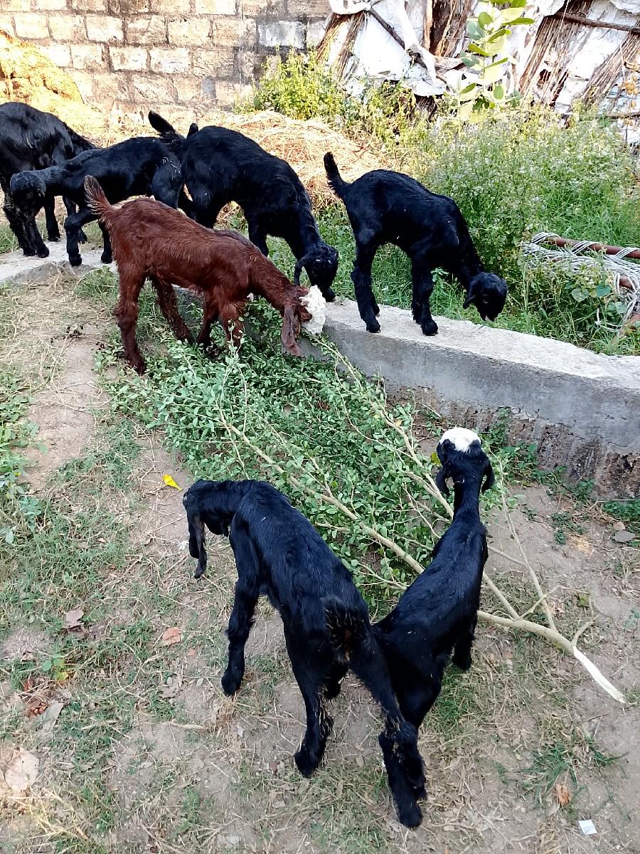 બોકડા 27000