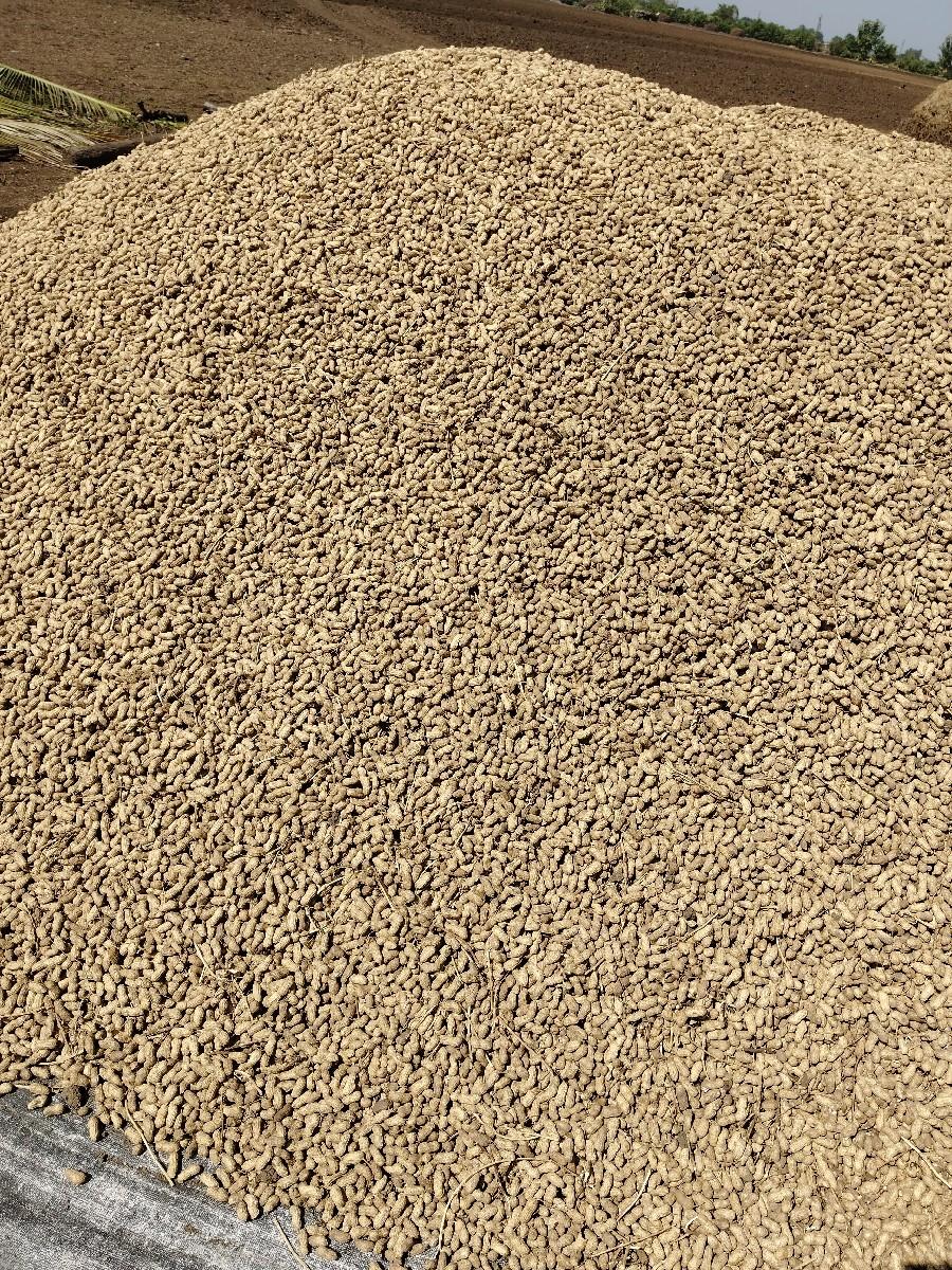 45 નંબર મગફળી બિયારણ મા વેચવા