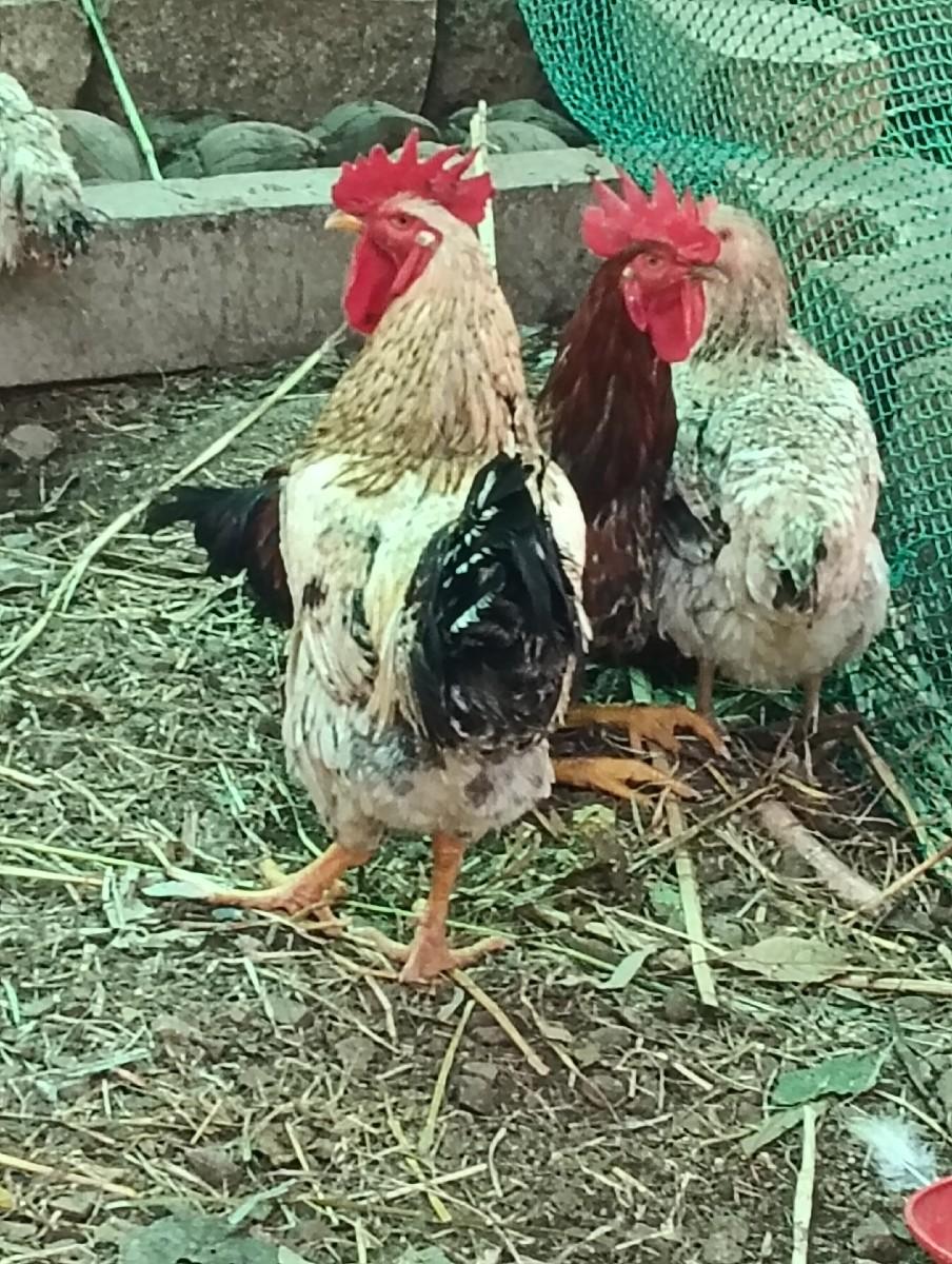 थंबनेल 3