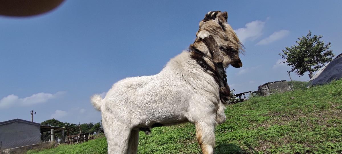 બકરા વેચવાના છે