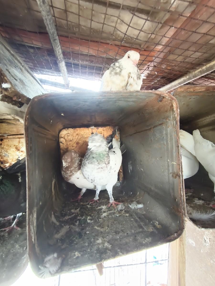 थंबनेल 2