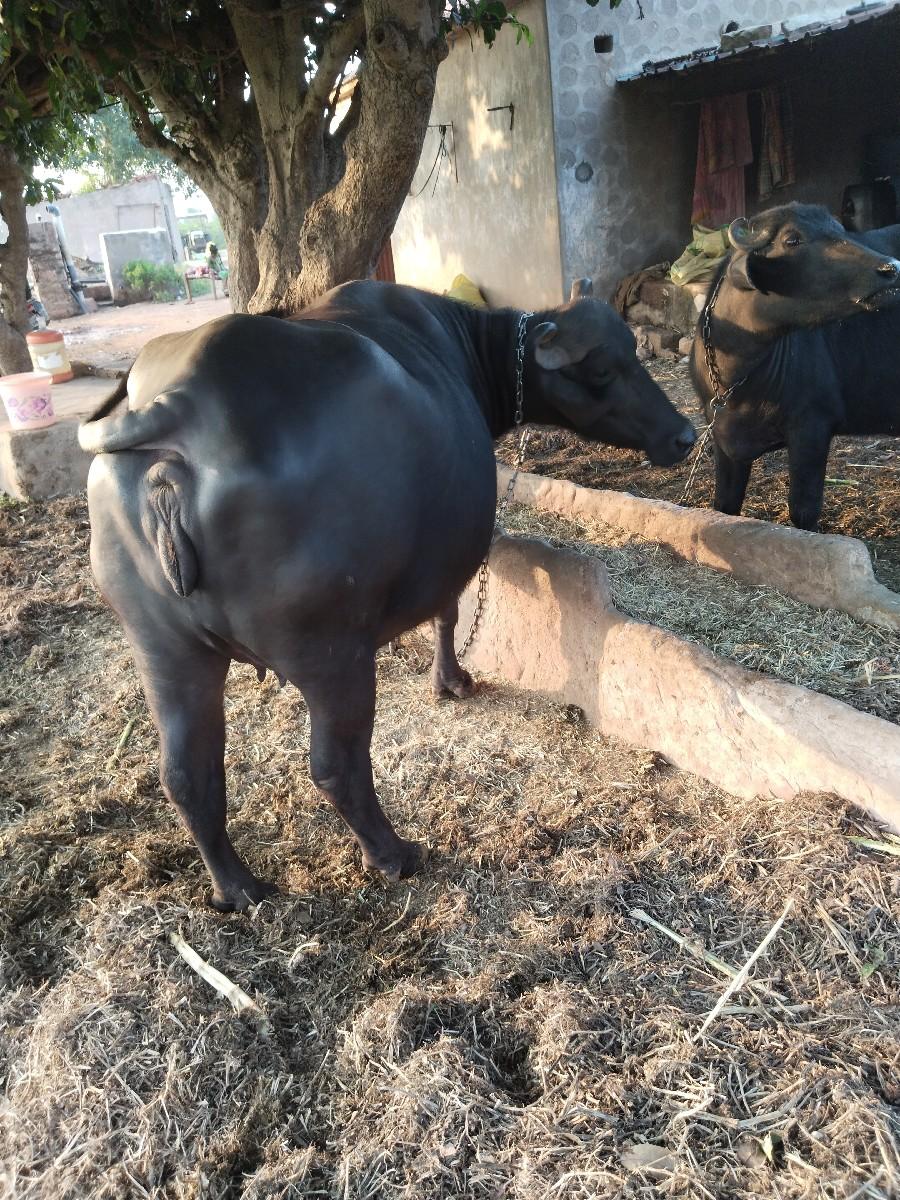 થંબનેલ 2