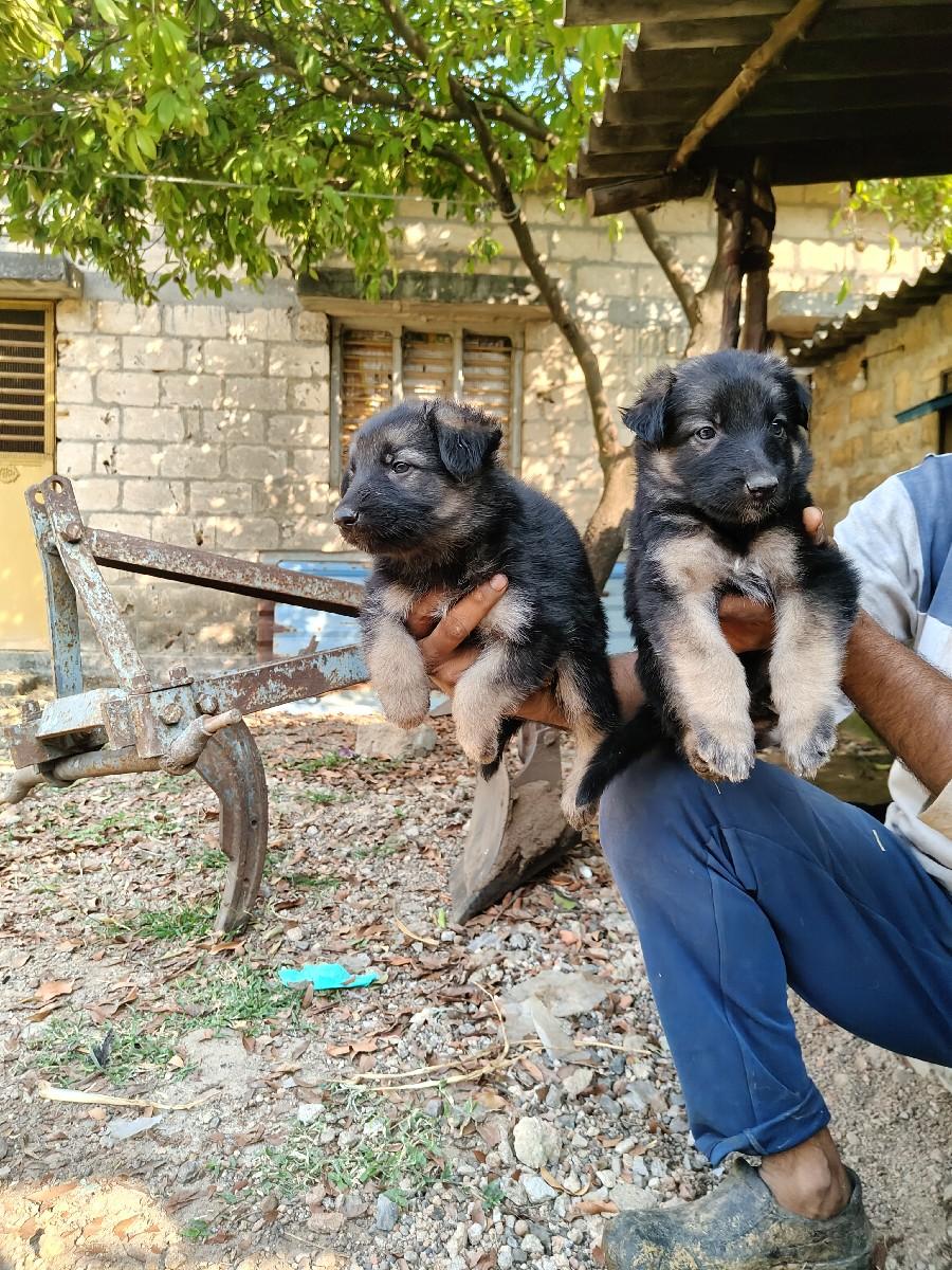 જર્મન શેફર્ડ ના ગલુડિયા ડબલ કોટ