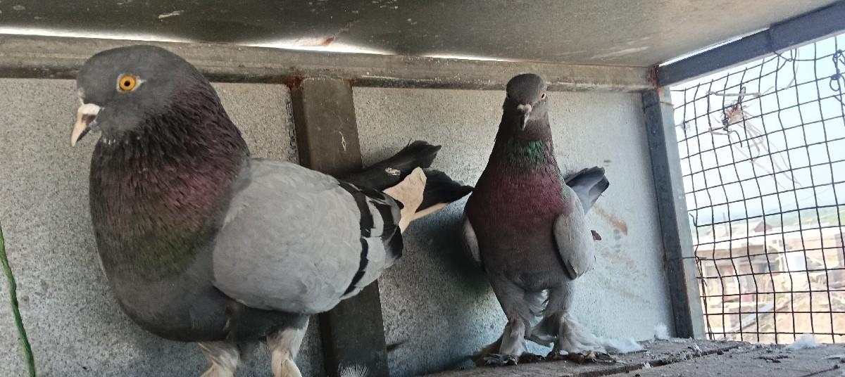 કબુતર વેચવાના છે