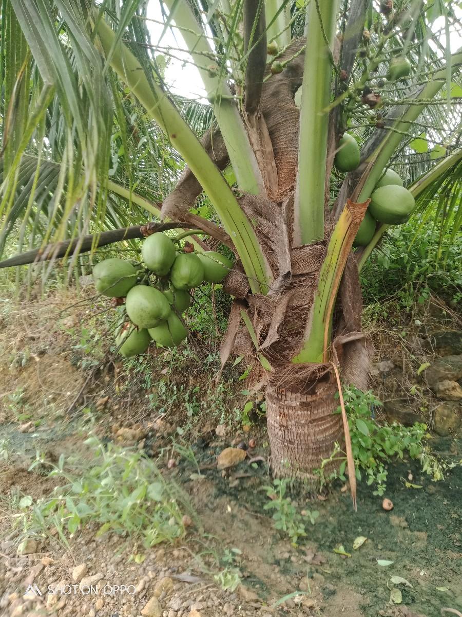 નારેળીનો ઈજારો દેવાનો છે