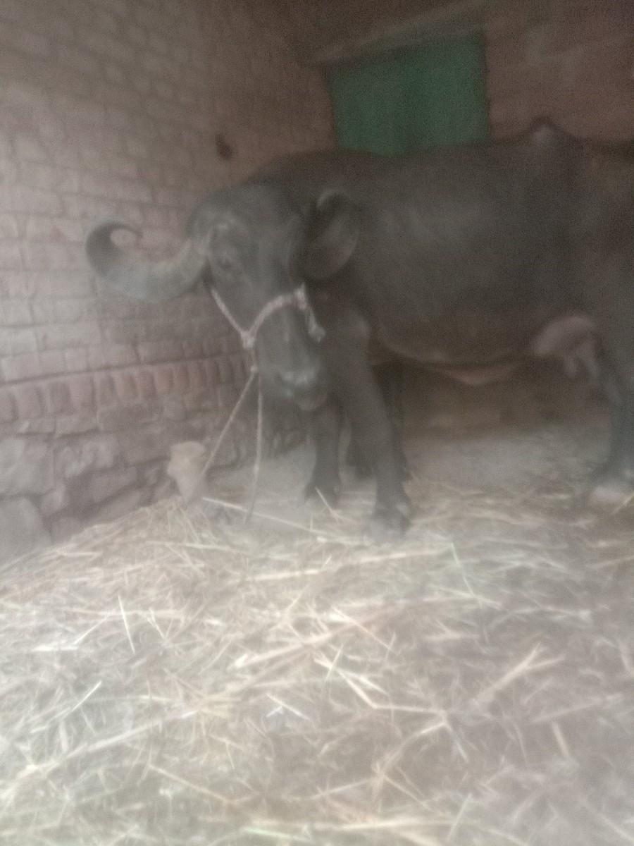 થંબનેલ 3