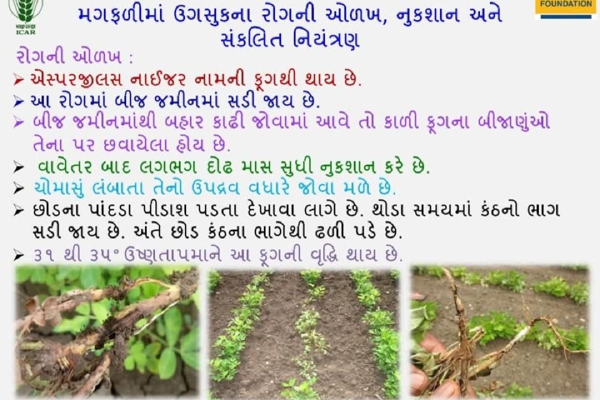 थंबनेल 6