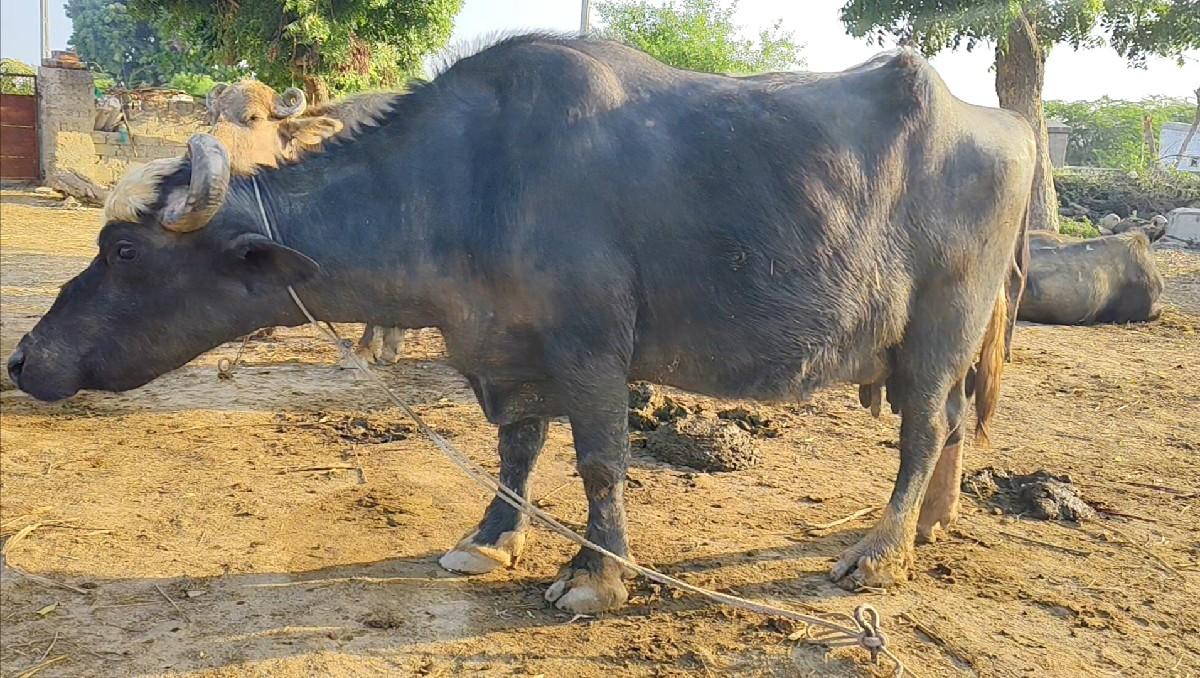 થંબનેલ 2