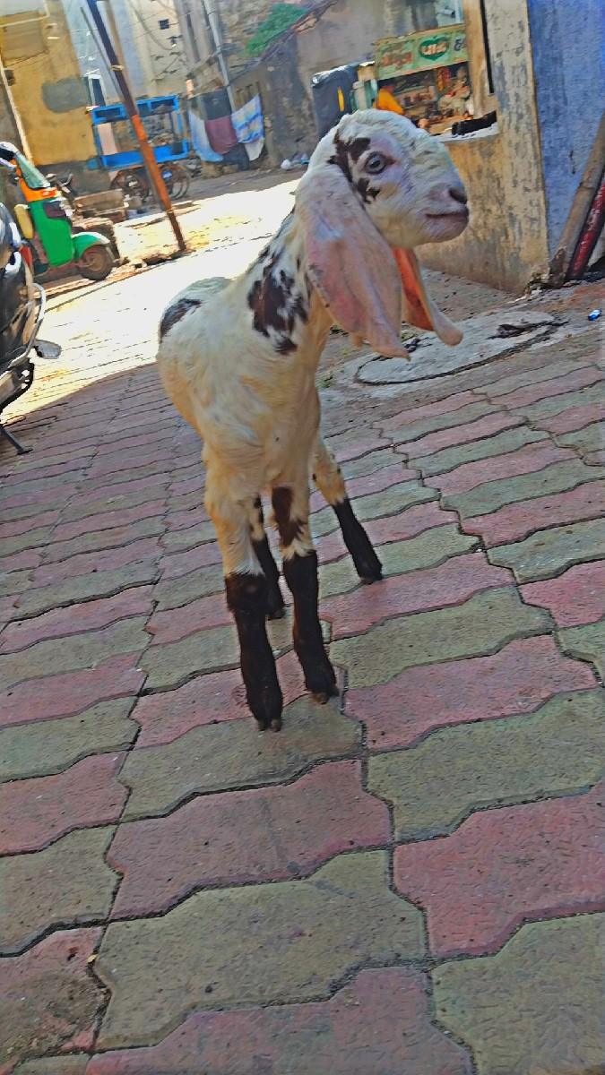 थंबनेल 3