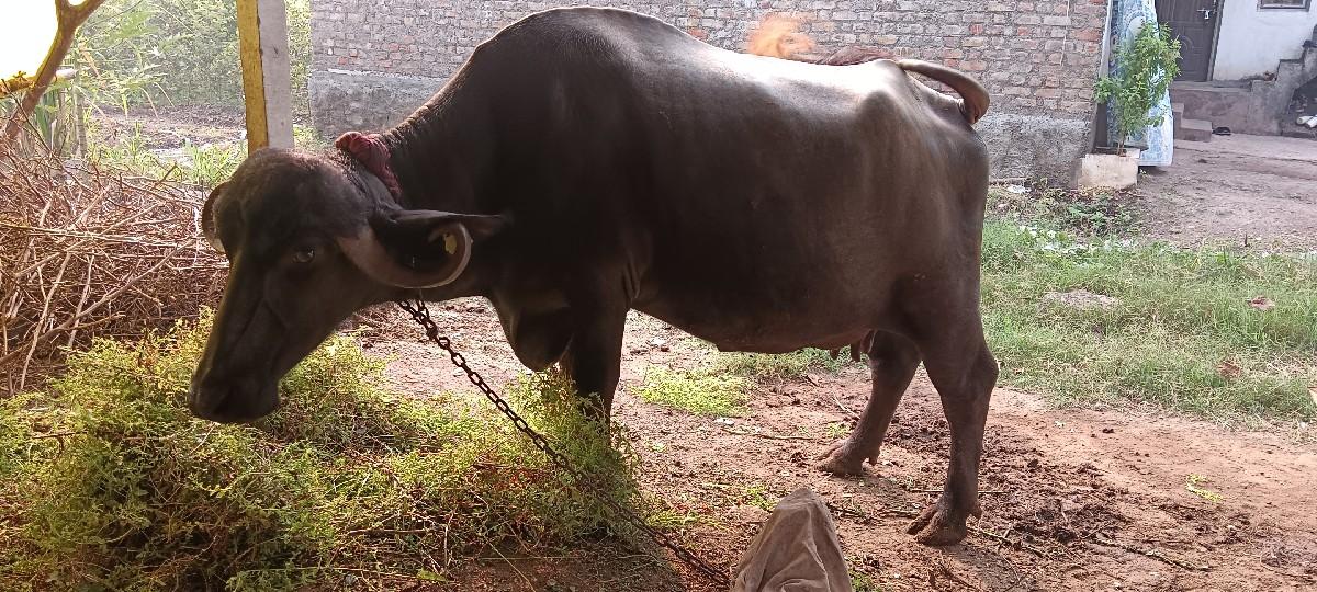 વેચવાની છે