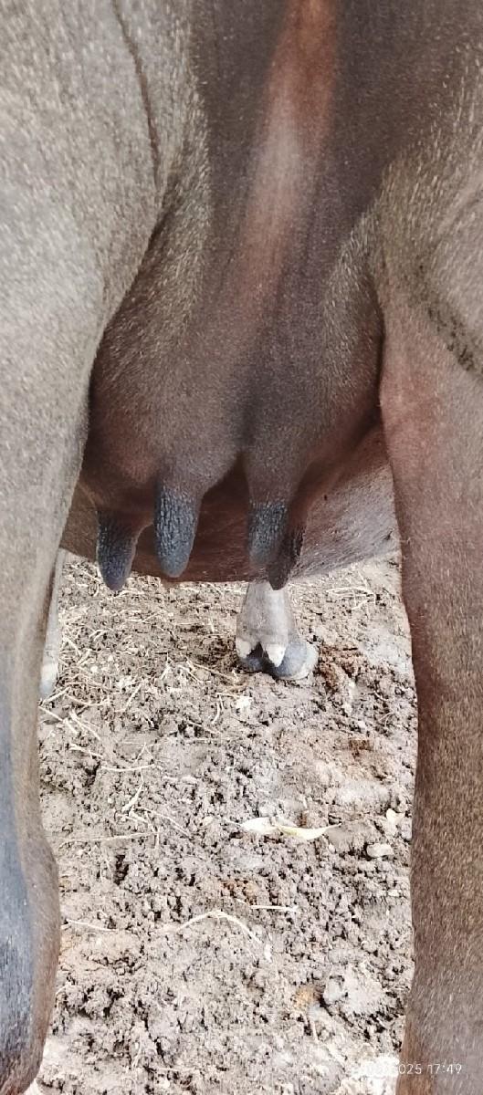 થંબનેલ 3