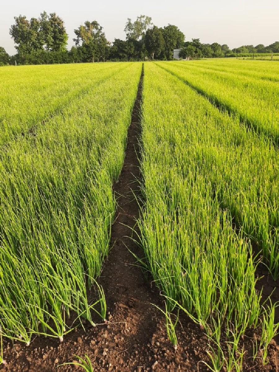 ડુંગરી નો રોપ