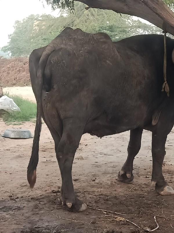 થંબનેલ 3