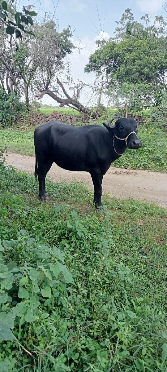 थंबनेल 2