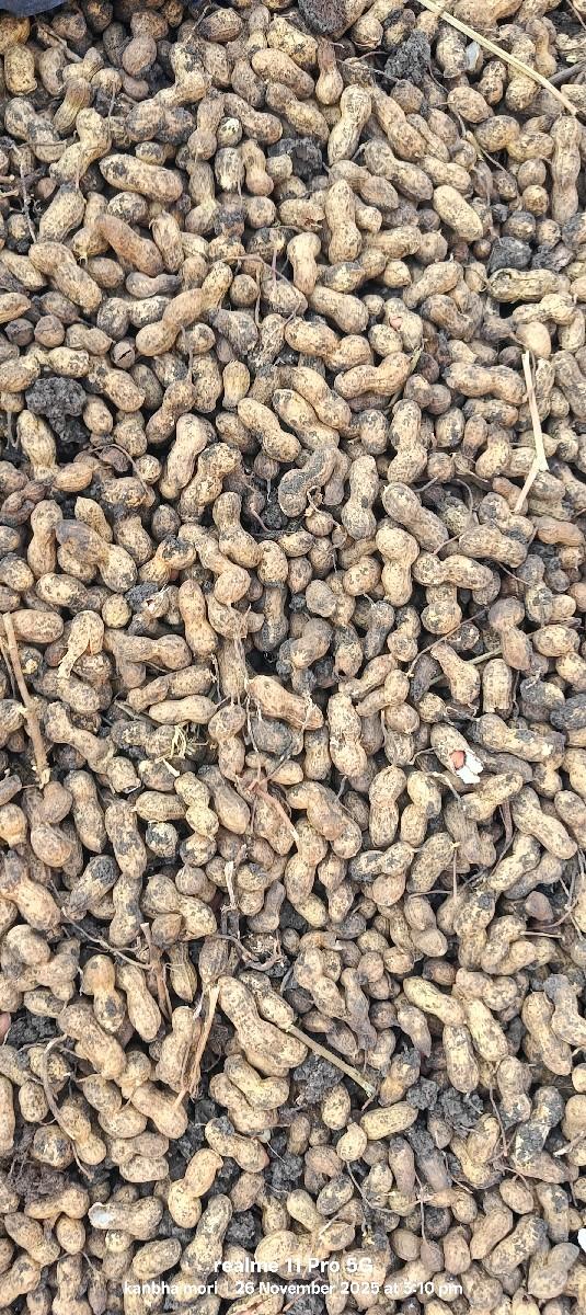 39 નંબર માંડવી