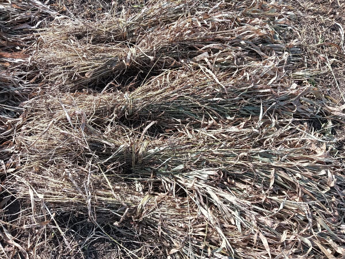 juvar ni char vesvani se30 puro