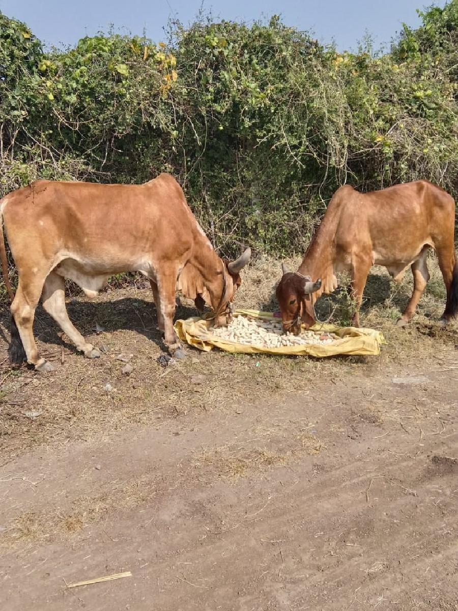 થંબનેલ 2