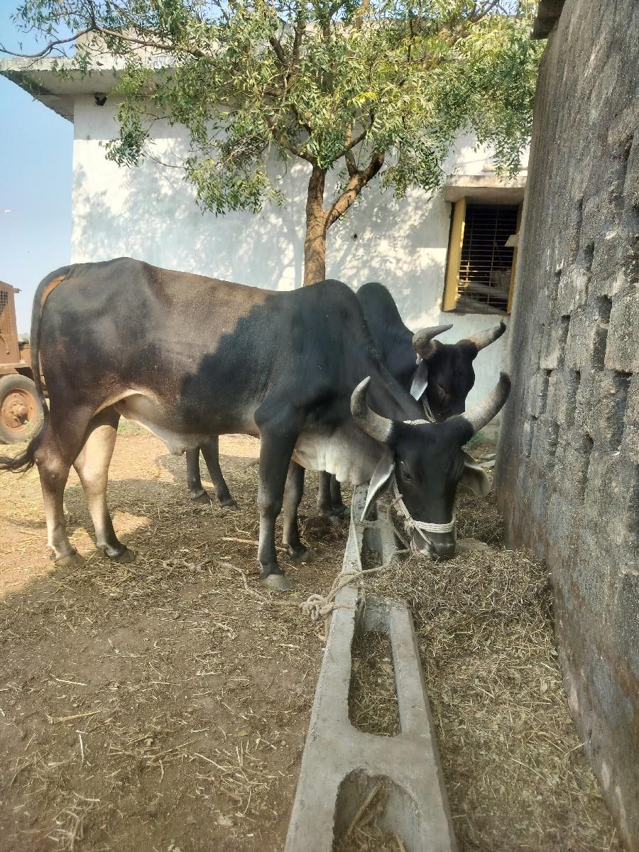 થંબનેલ 3