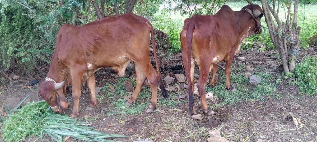 13000 રૂપિયા કિંમત ગાડે સાતે હાલતા