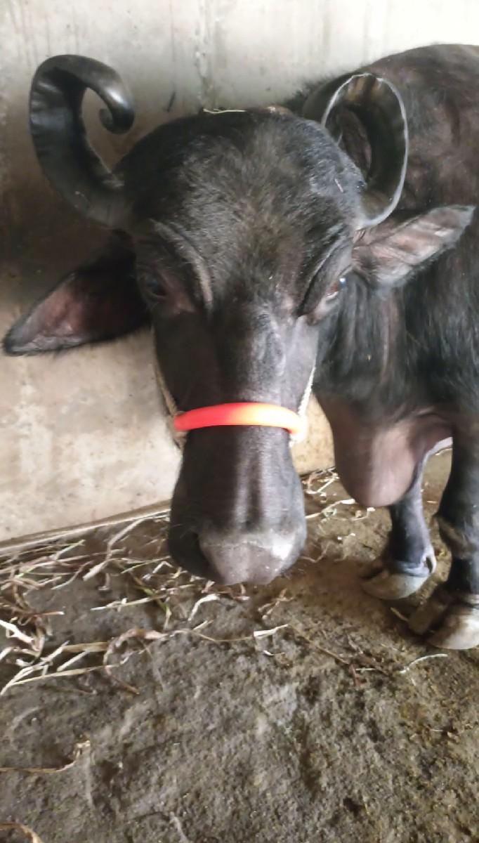 આ ભેંસ વેચવાની છે