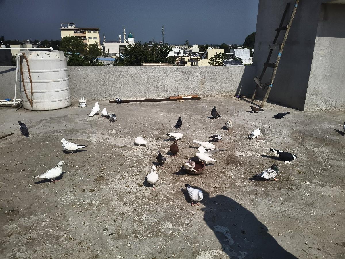 થંબનેલ 3