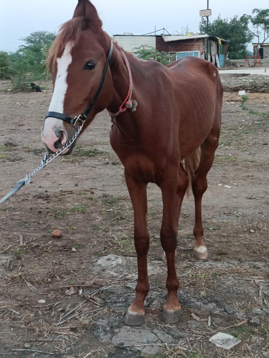 थंबनेल 2