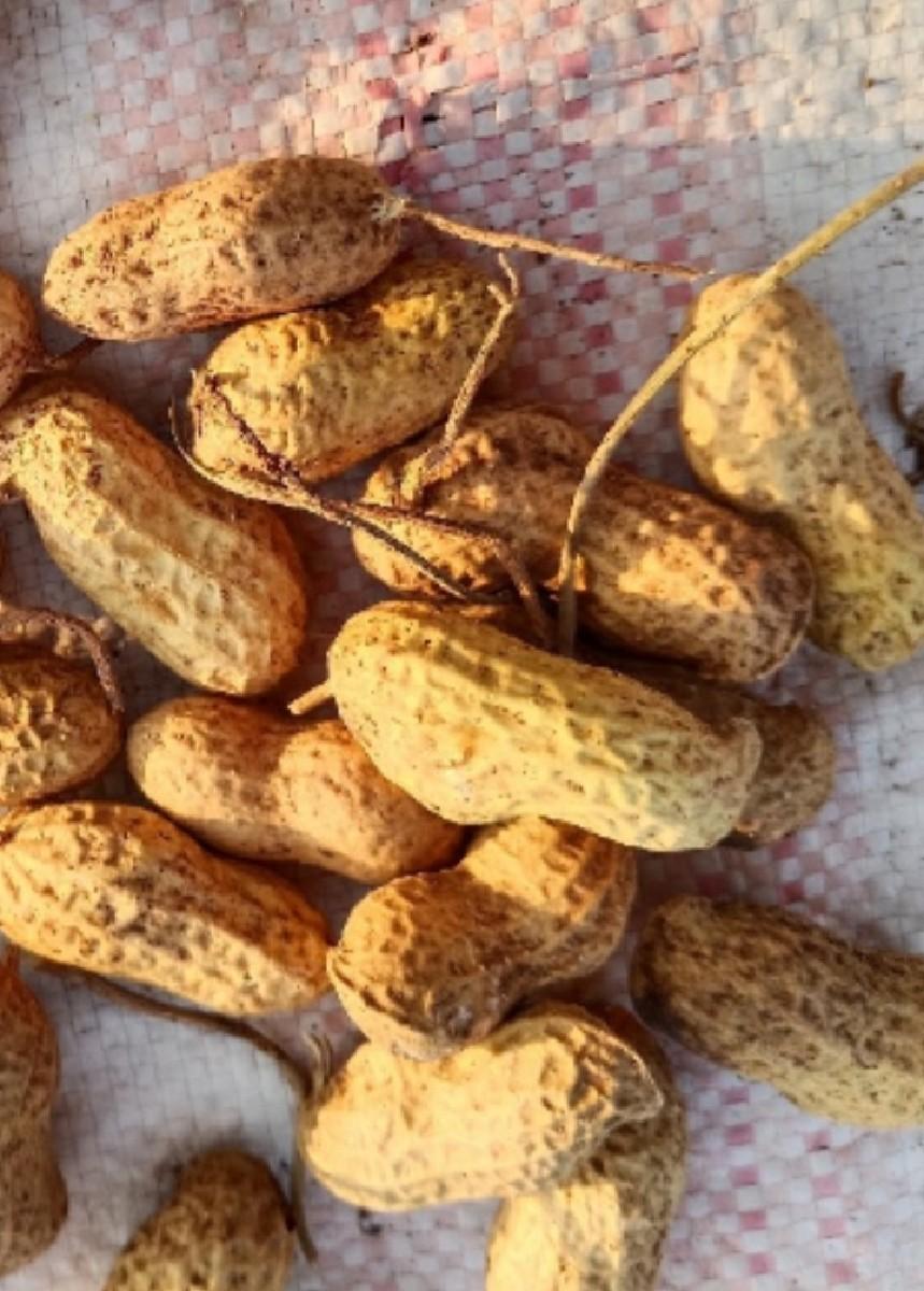 જીવીશ 20 નંબર વેસવાની સે માંડવી