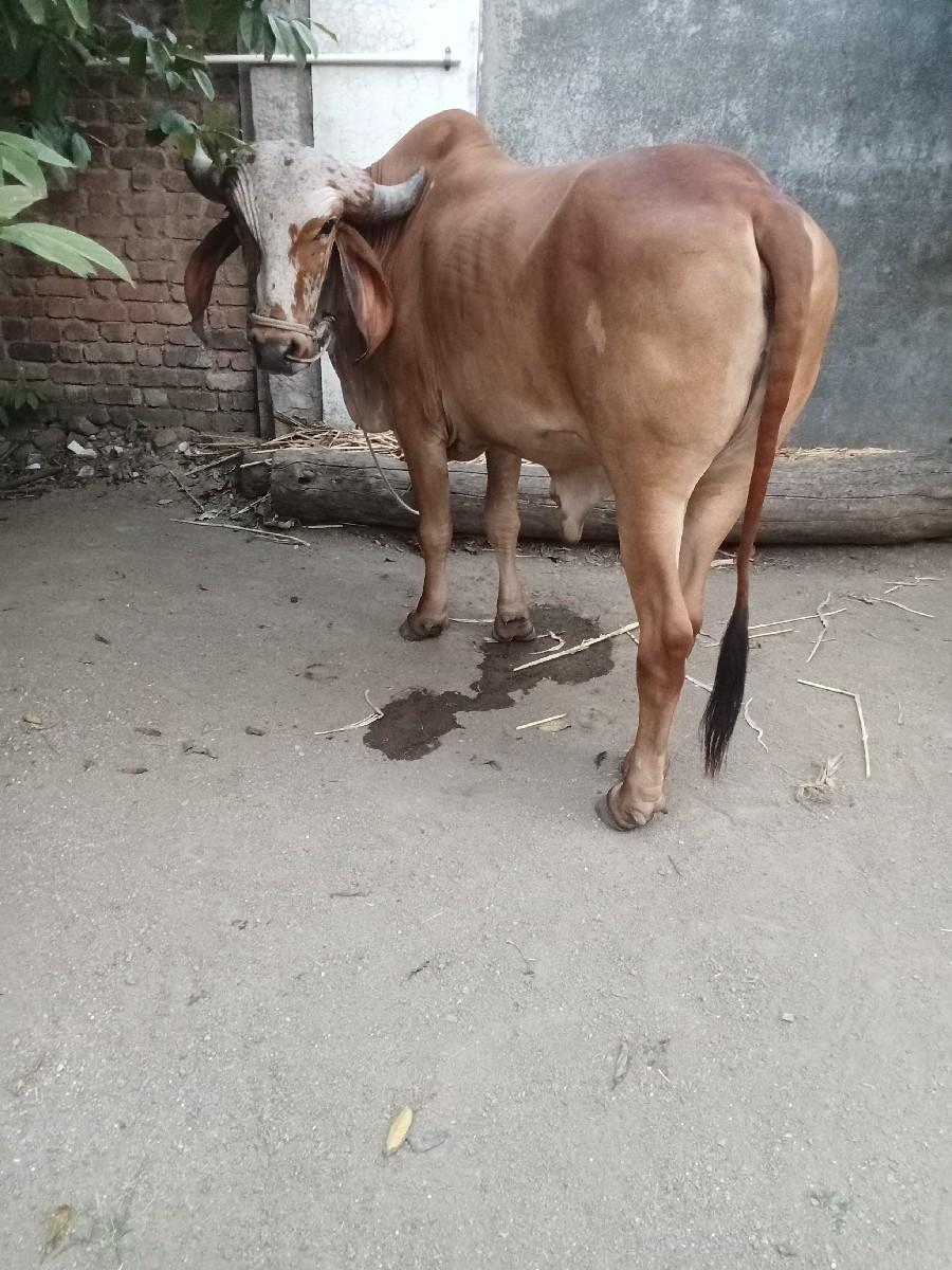 થંબનેલ 2