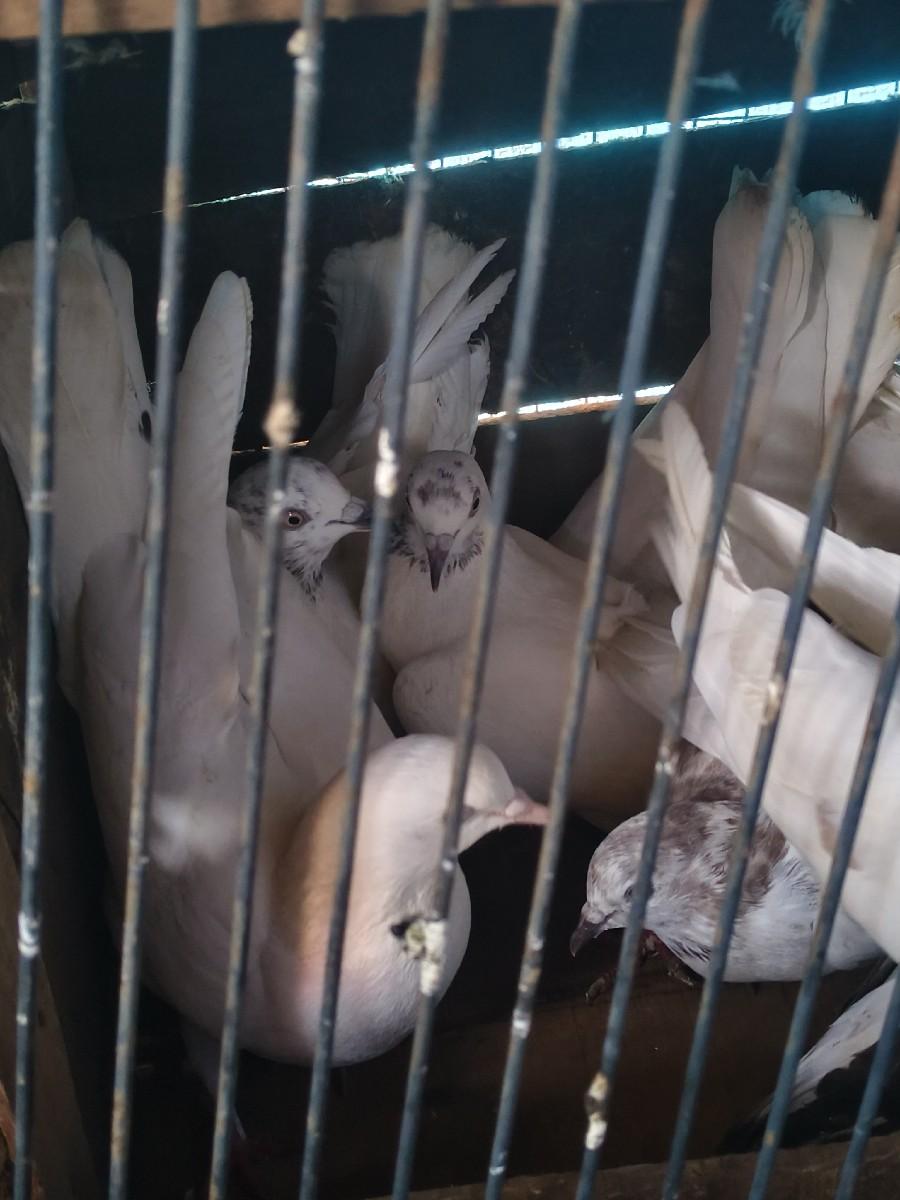 थंबनेल 3