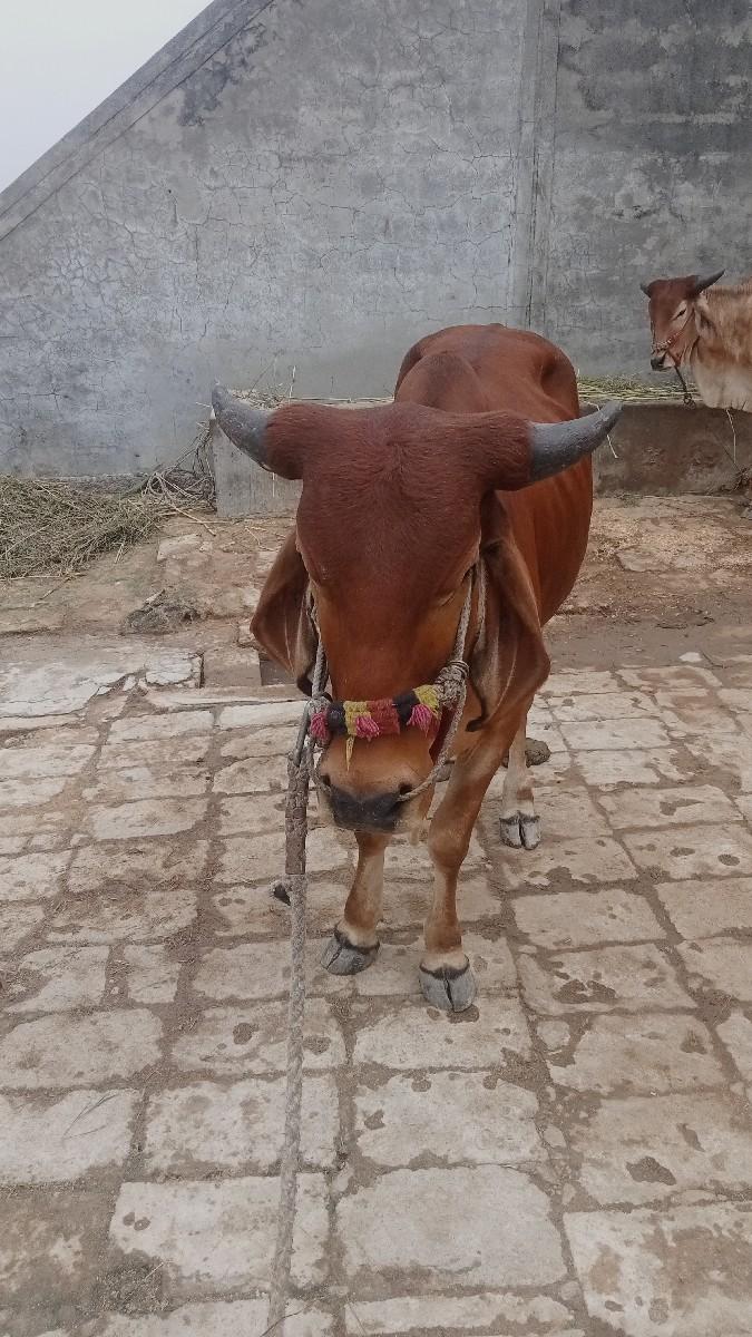બળદ વેચવાના છે