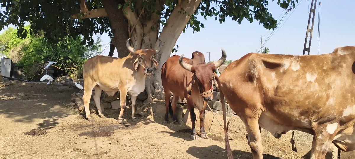 ગોઢલા વેચવાના છે