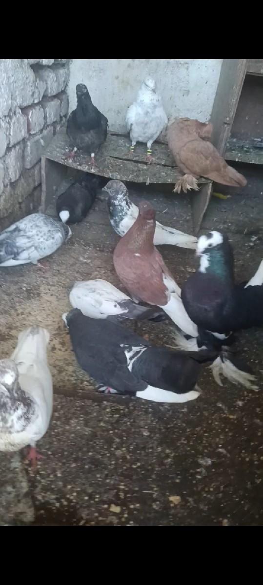 थंबनेल 2