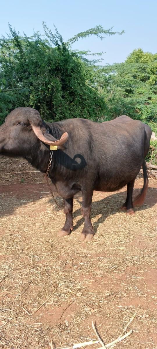 થંબનેલ 2