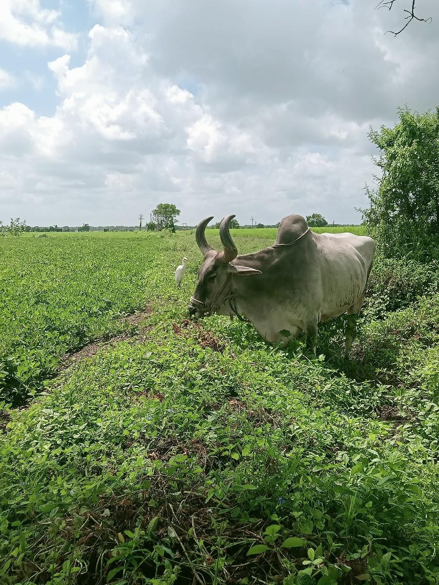 બળદ વેચવાનો છે