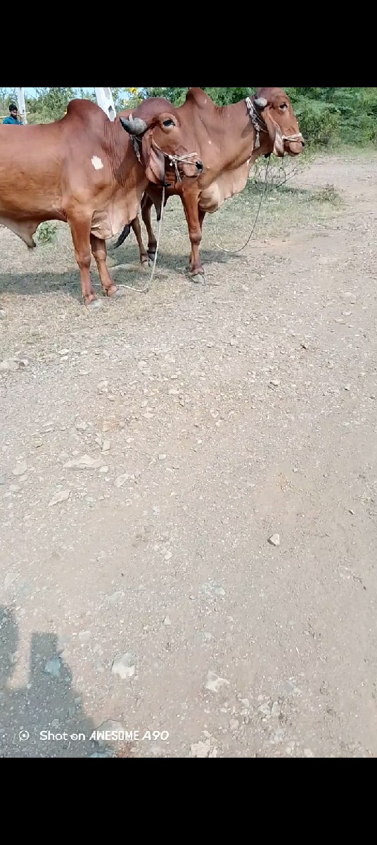 થંબનેલ 3