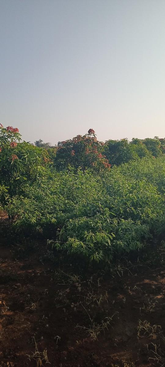 jameen vechavani che