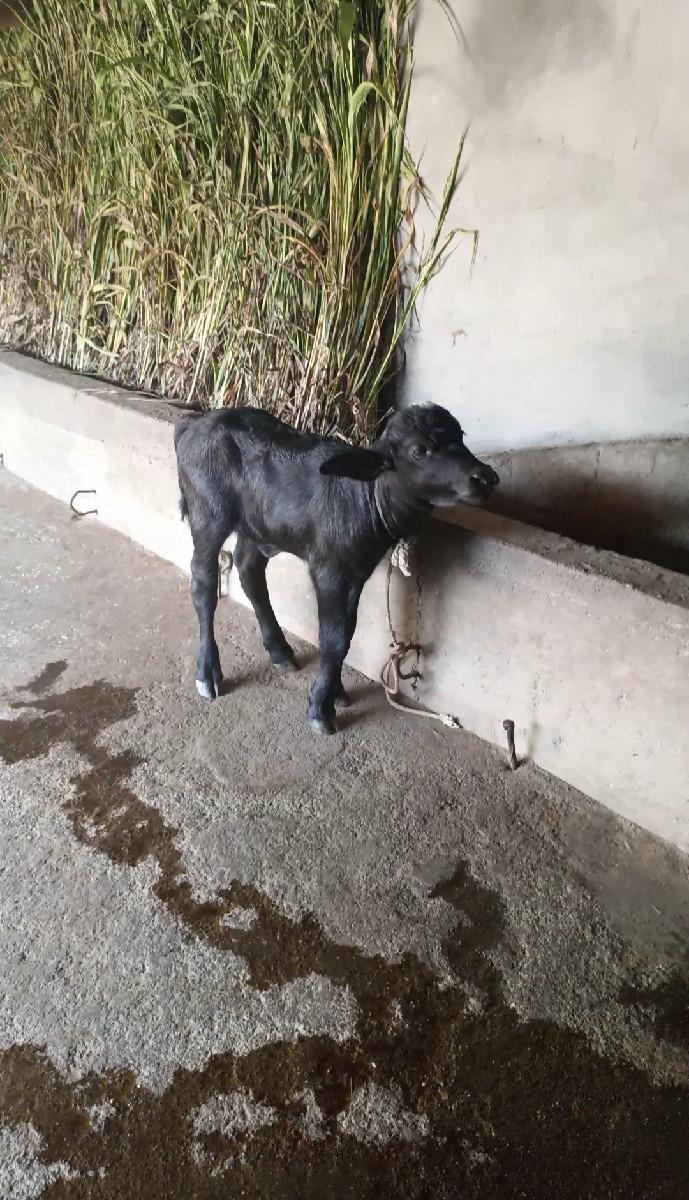 થંબનેલ 3