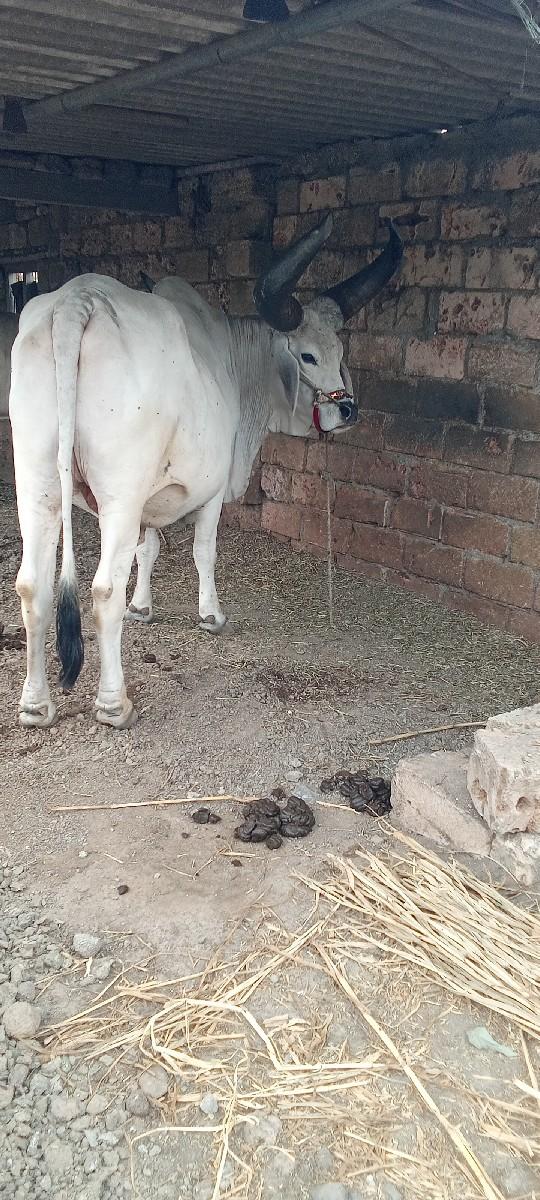 બળદ વેચવાનો છે