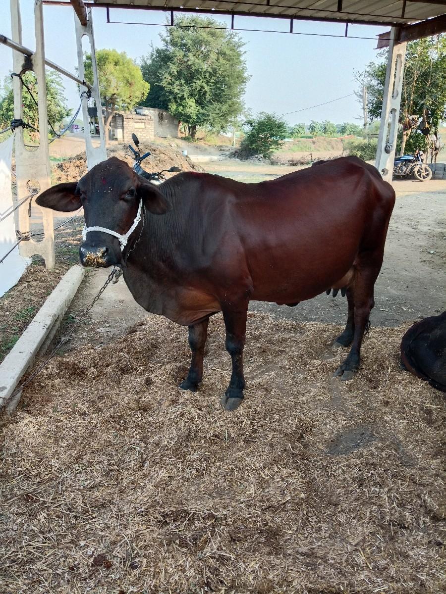 ગાય વેચવાની છે