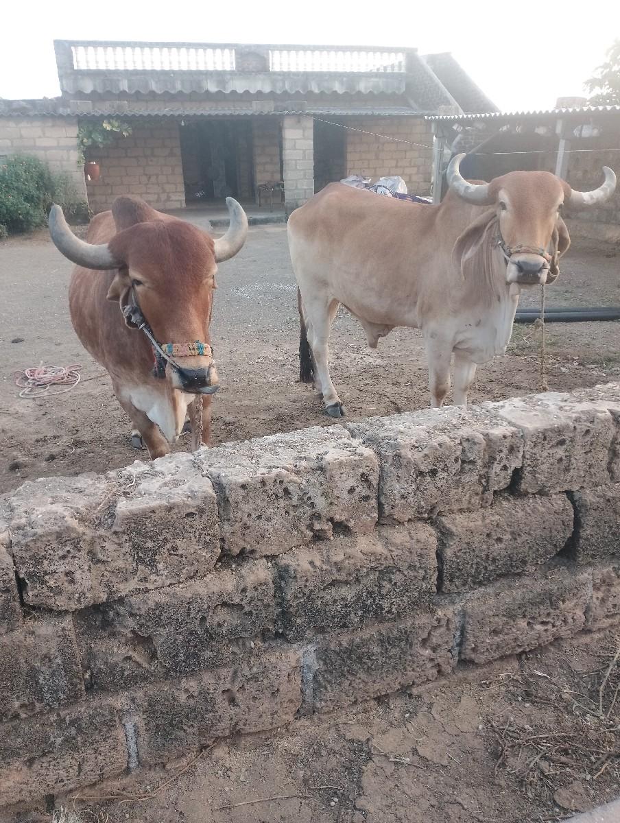 ઘોડલાં પેલી ધરના છે