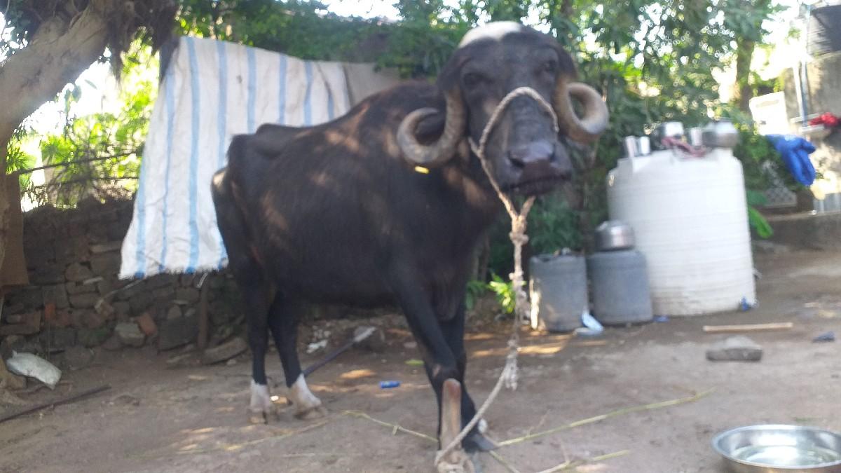 थंबनेल 3