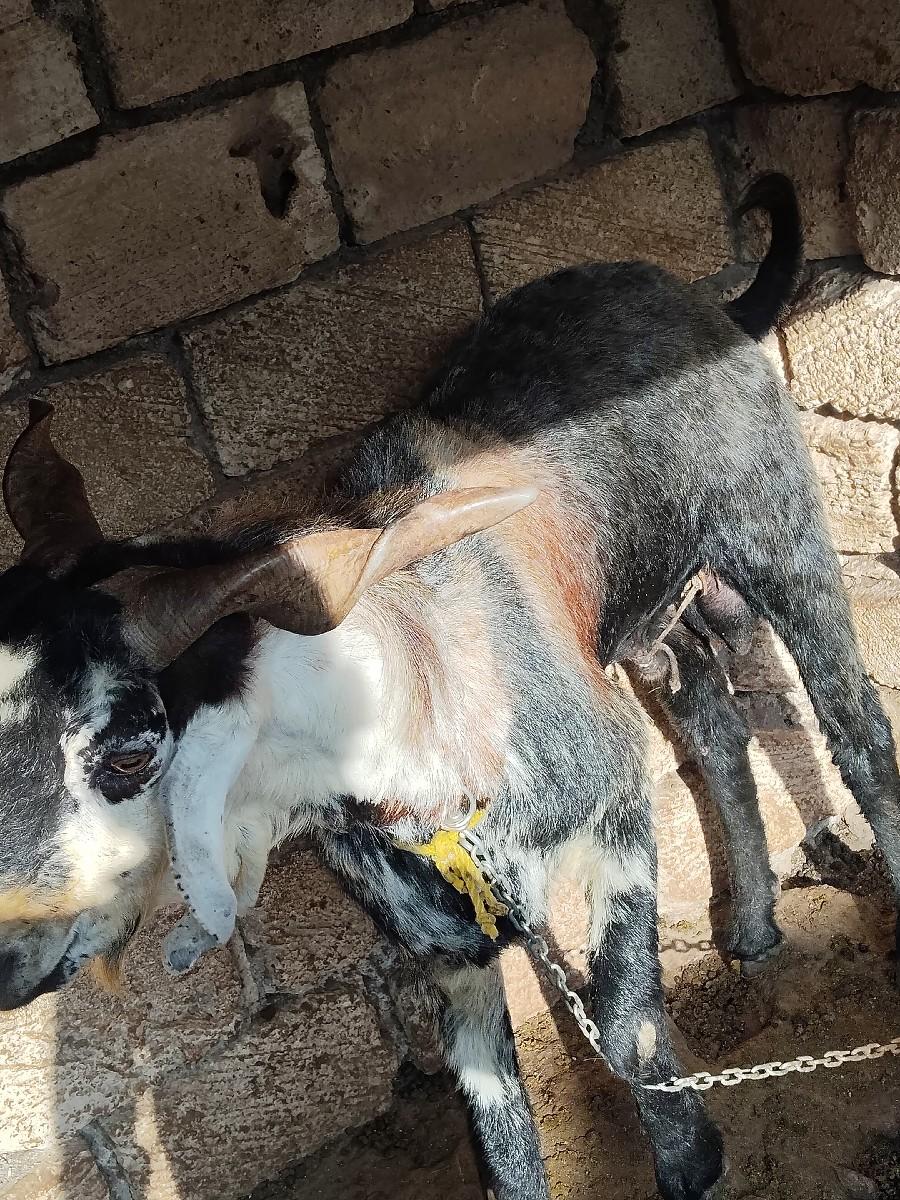 ત્રણ બોકડા વેચવાના છે