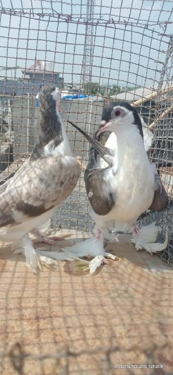 થંબનેલ 3