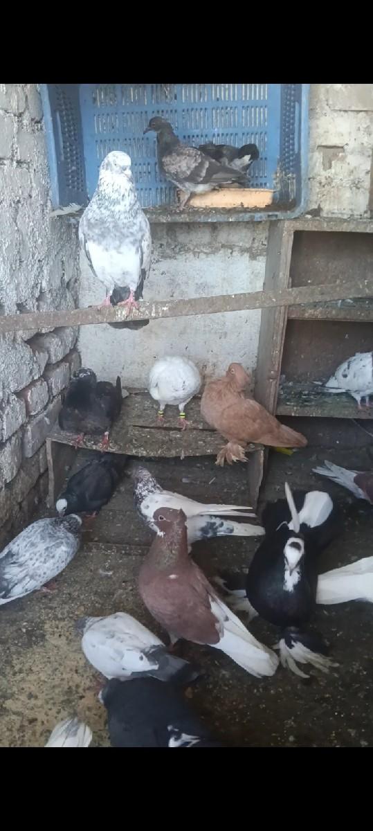 थंबनेल 3